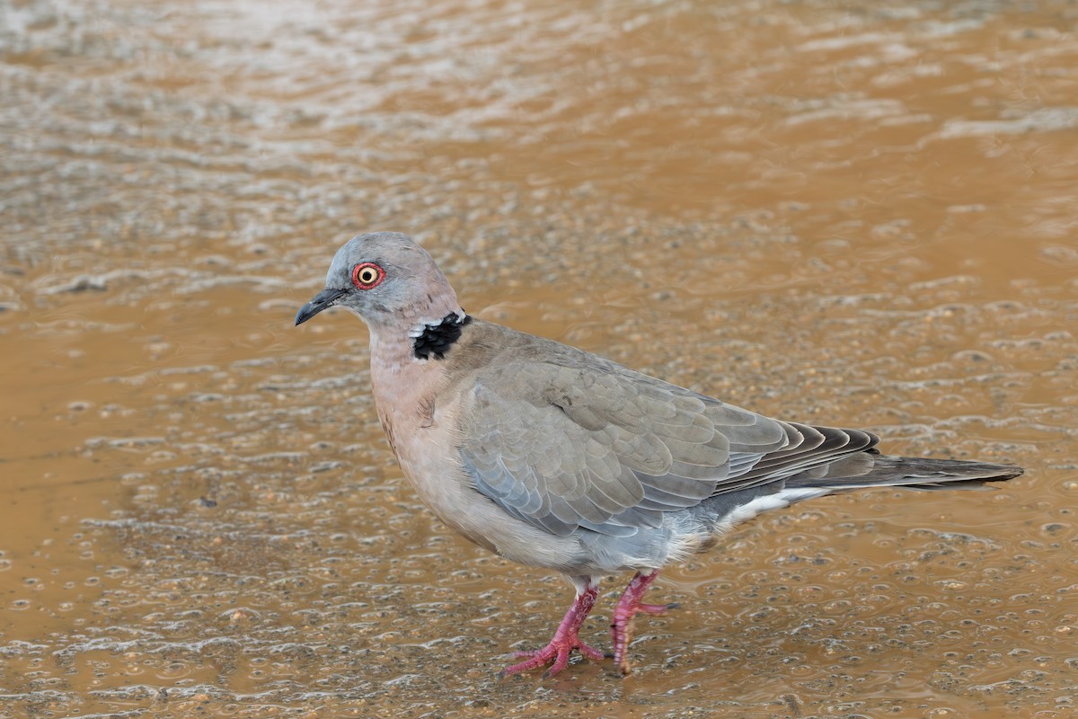 Red-eyed Dove - ML618876631