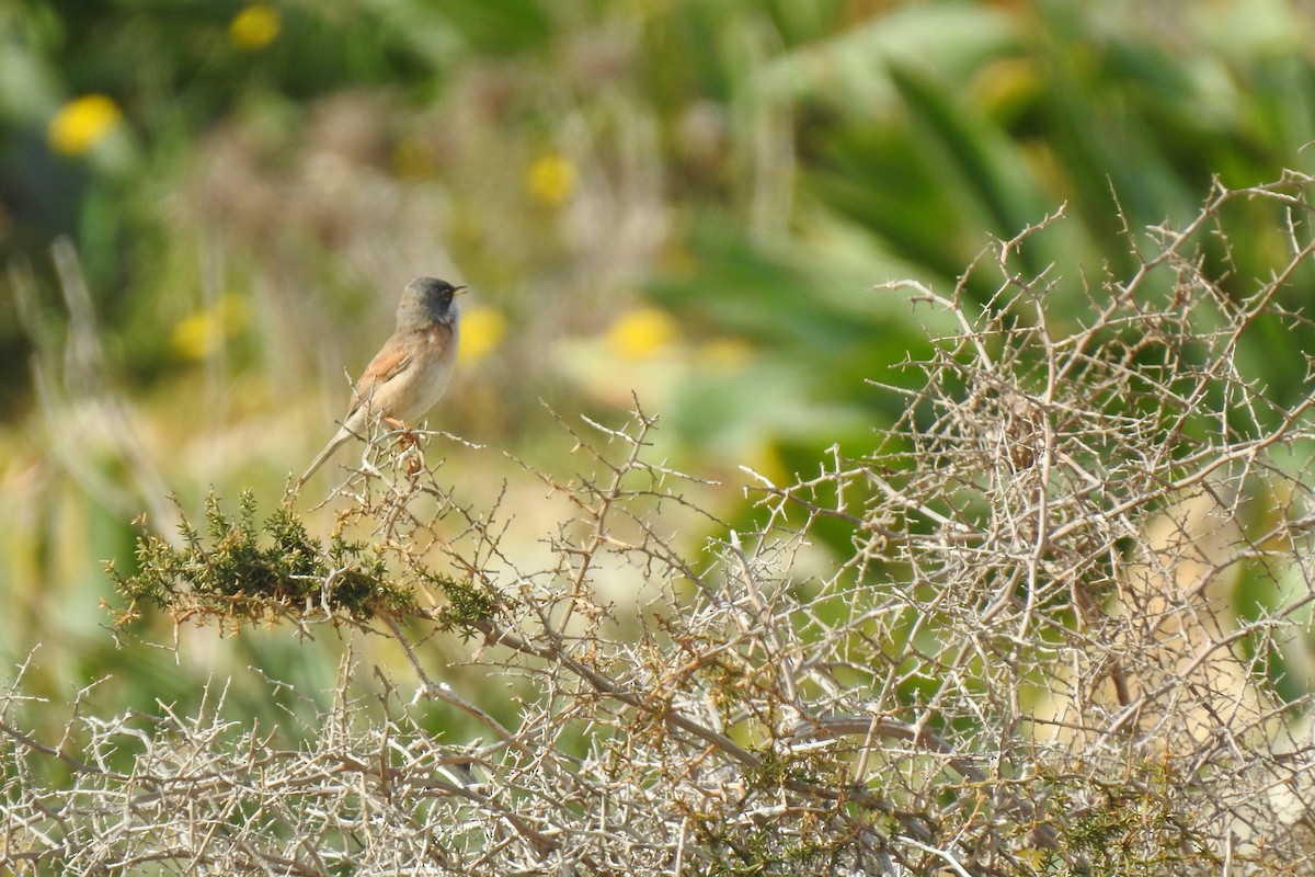 Spectacled Warbler - Luca Bonomelli
