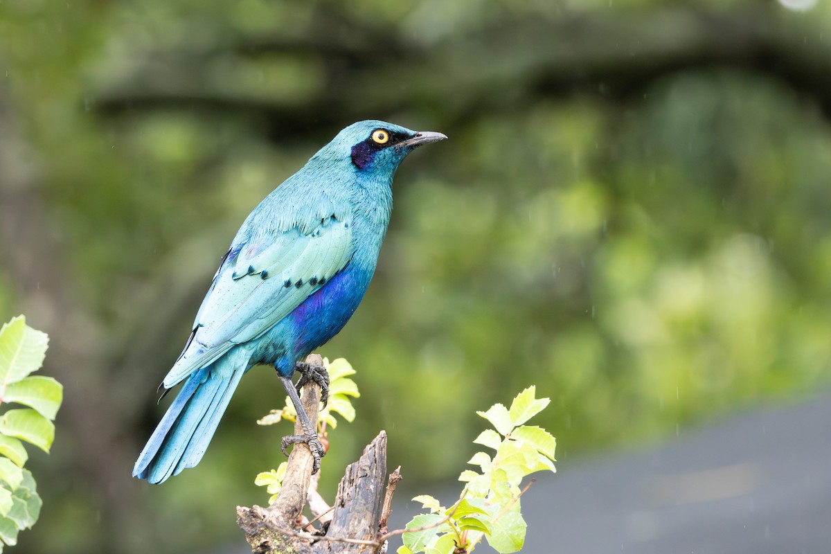 Greater Blue-eared Starling - ML618876638