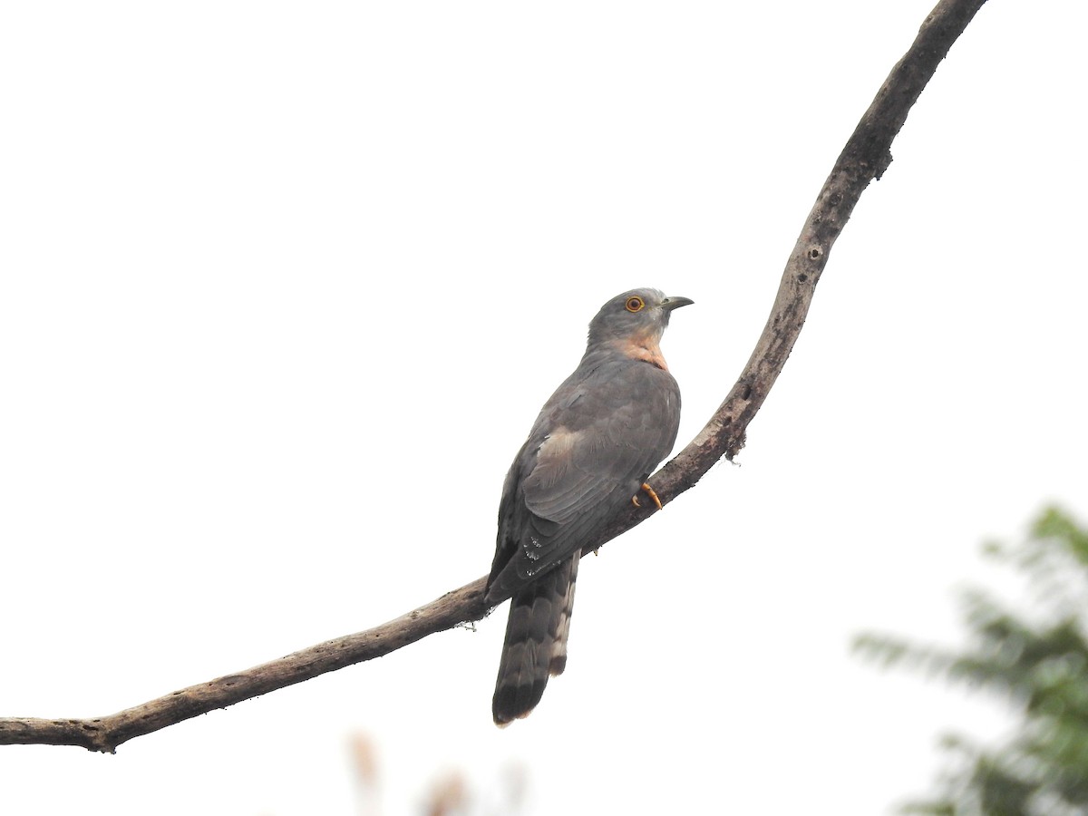 Large/Common Hawk-Cuckoo - Sayanti Basak