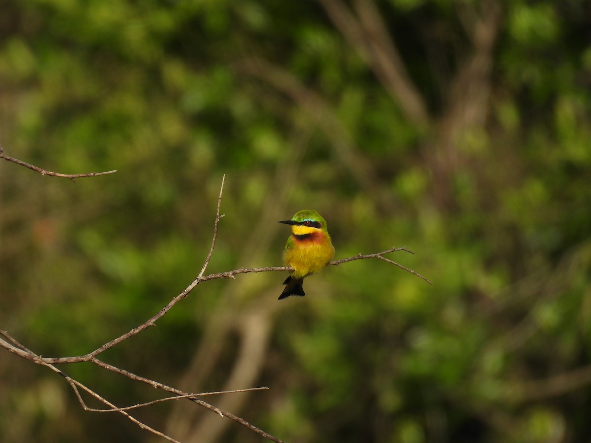 Little Bee-eater - Suhel Quader