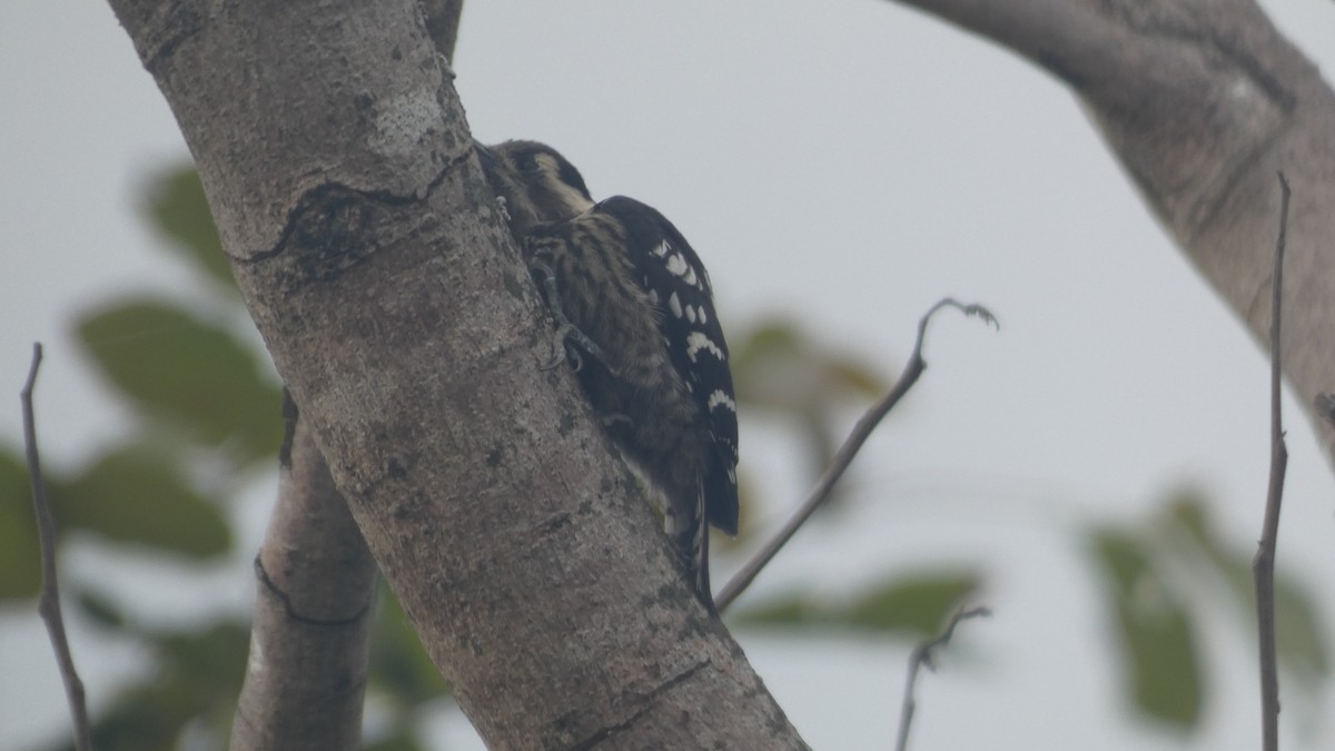 Gray-capped Pygmy Woodpecker - ML618876651