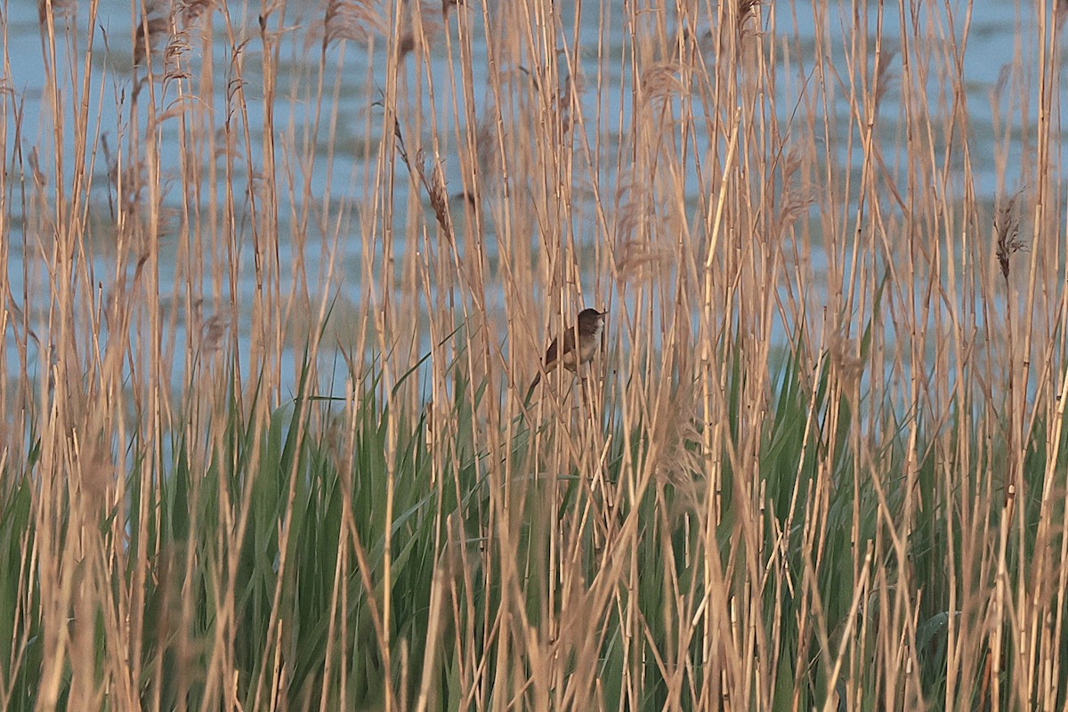 Common Reed Warbler - ML618876655