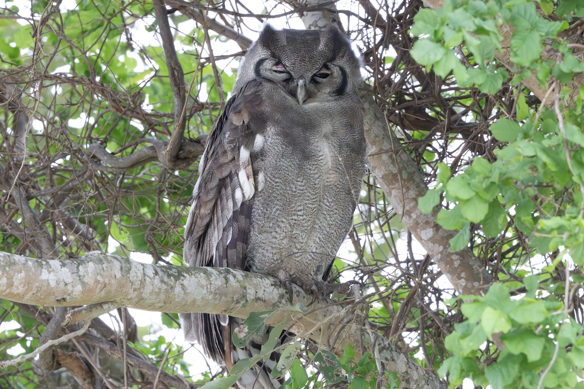 Verreaux's Eagle-Owl - ML618876662