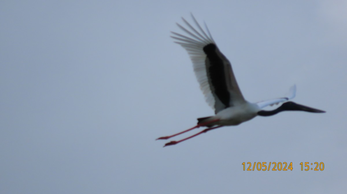Black-necked Stork - Norton Gill