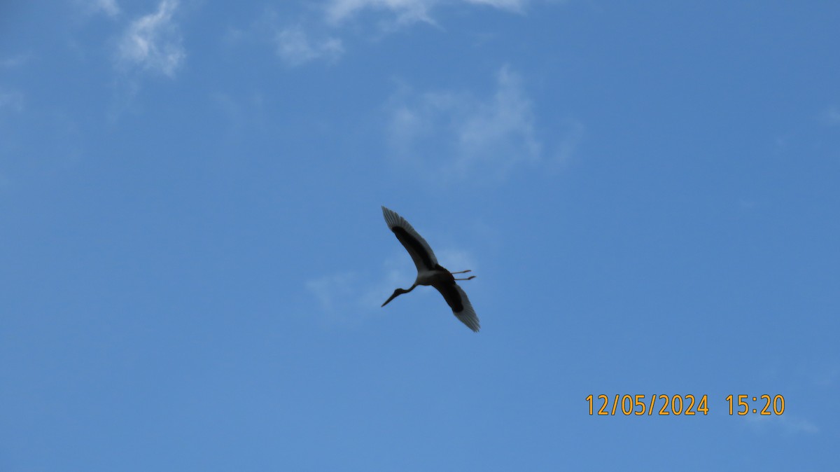 Black-necked Stork - Norton Gill