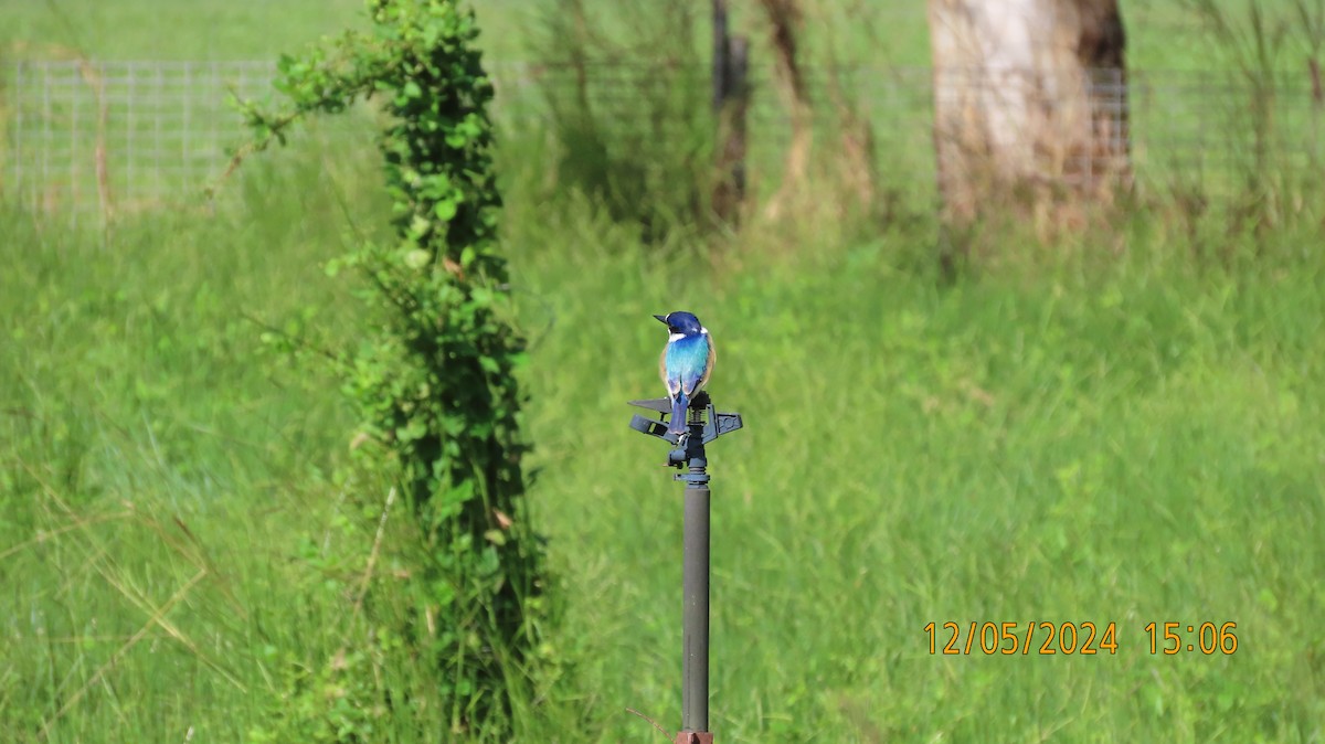 Forest Kingfisher - ML618876711