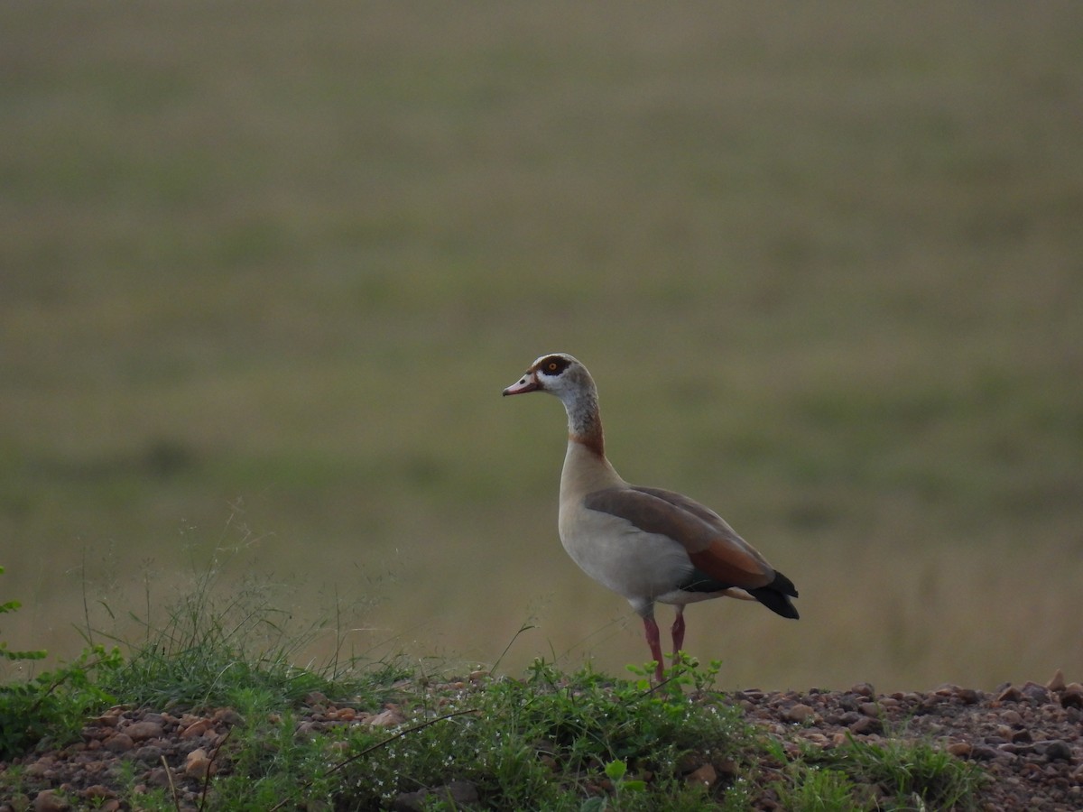 Egyptian Goose - Suhel Quader