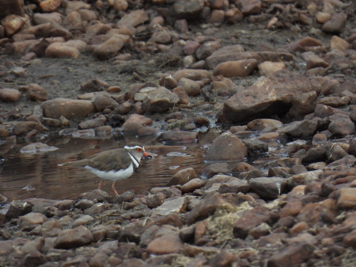 Three-banded Plover - ML618876733