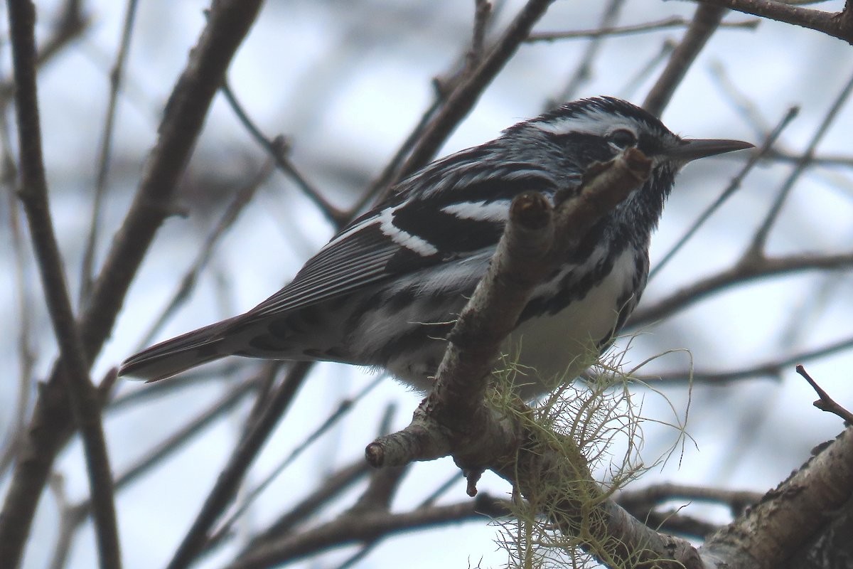 Black-and-white Warbler - ML618876734
