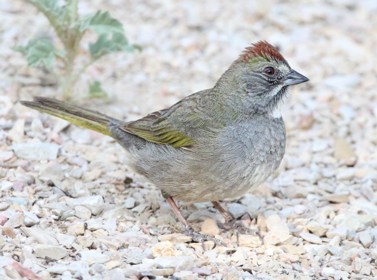 Green-tailed Towhee - Jeremy Busby