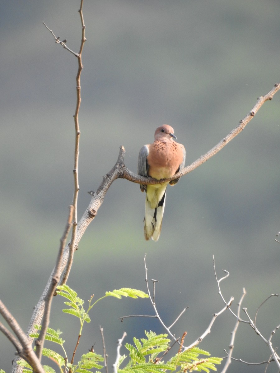 Laughing Dove - ML618876792