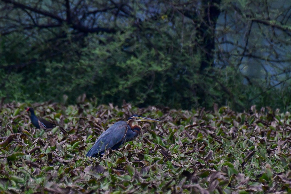 Purple Heron - Sathish Ramamoorthy
