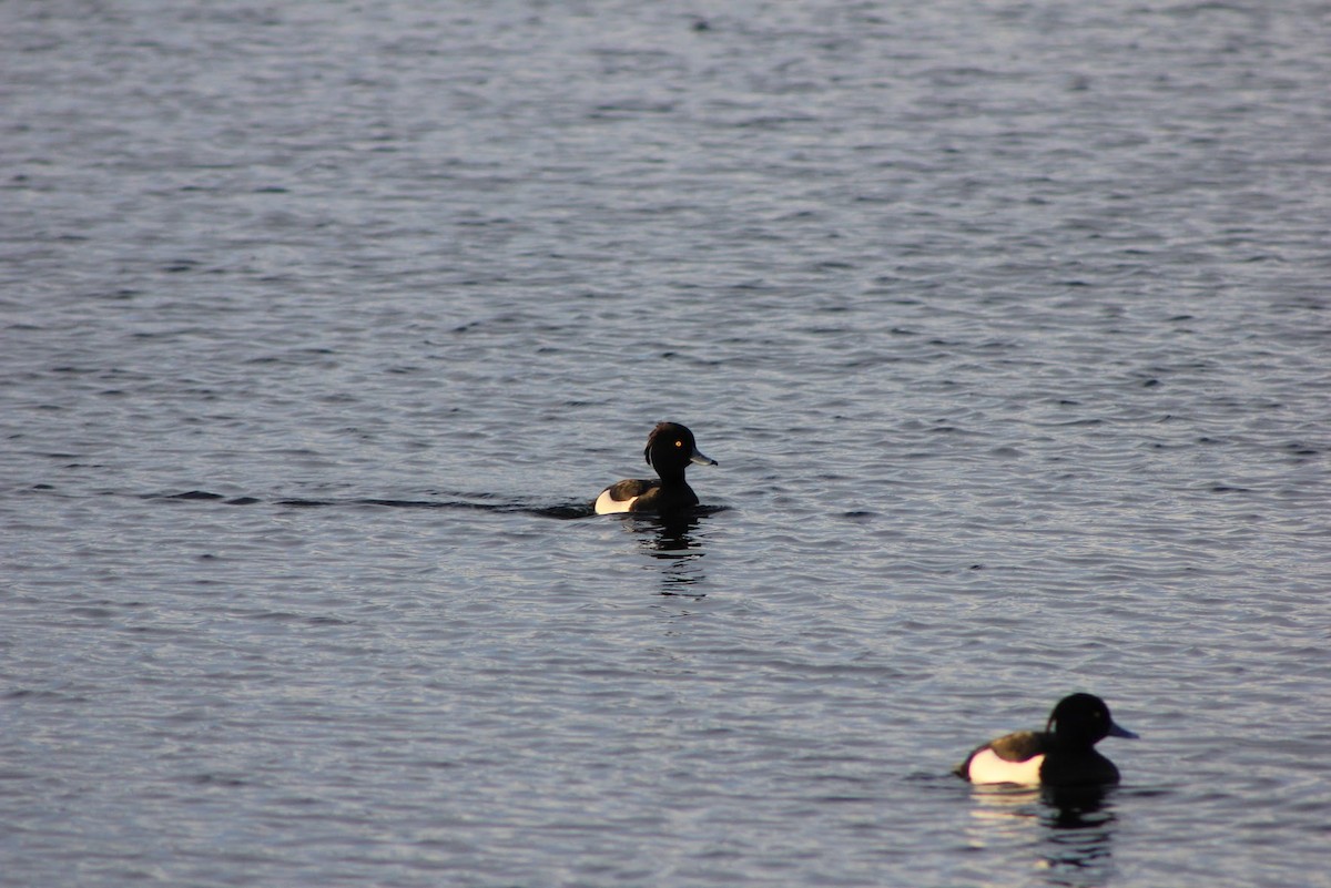 Tufted Duck - ML618876840