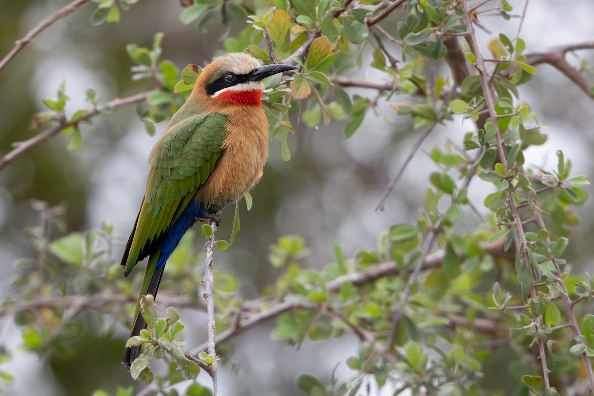 White-fronted Bee-eater - ML618876873