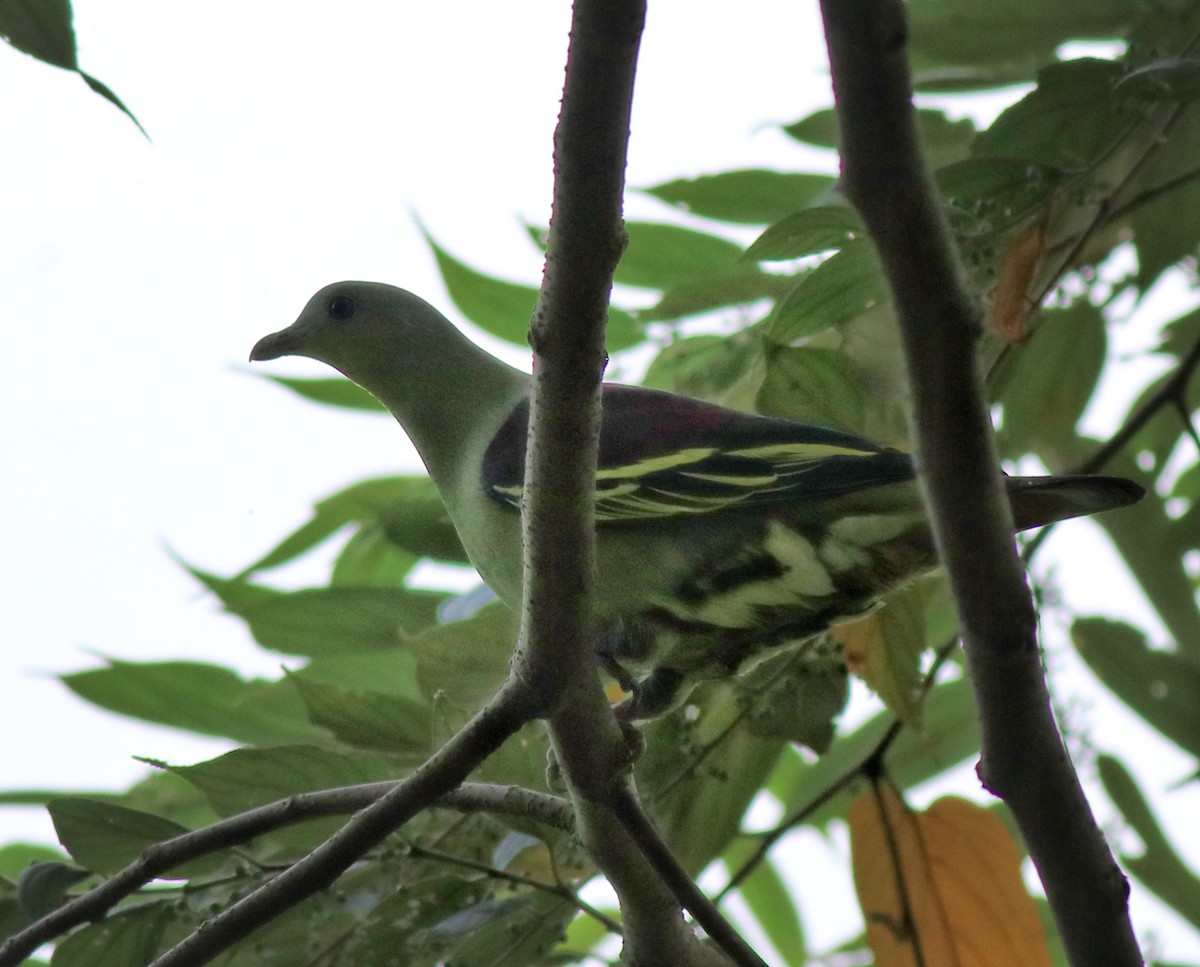 Gray-fronted Green-Pigeon - ML618876874