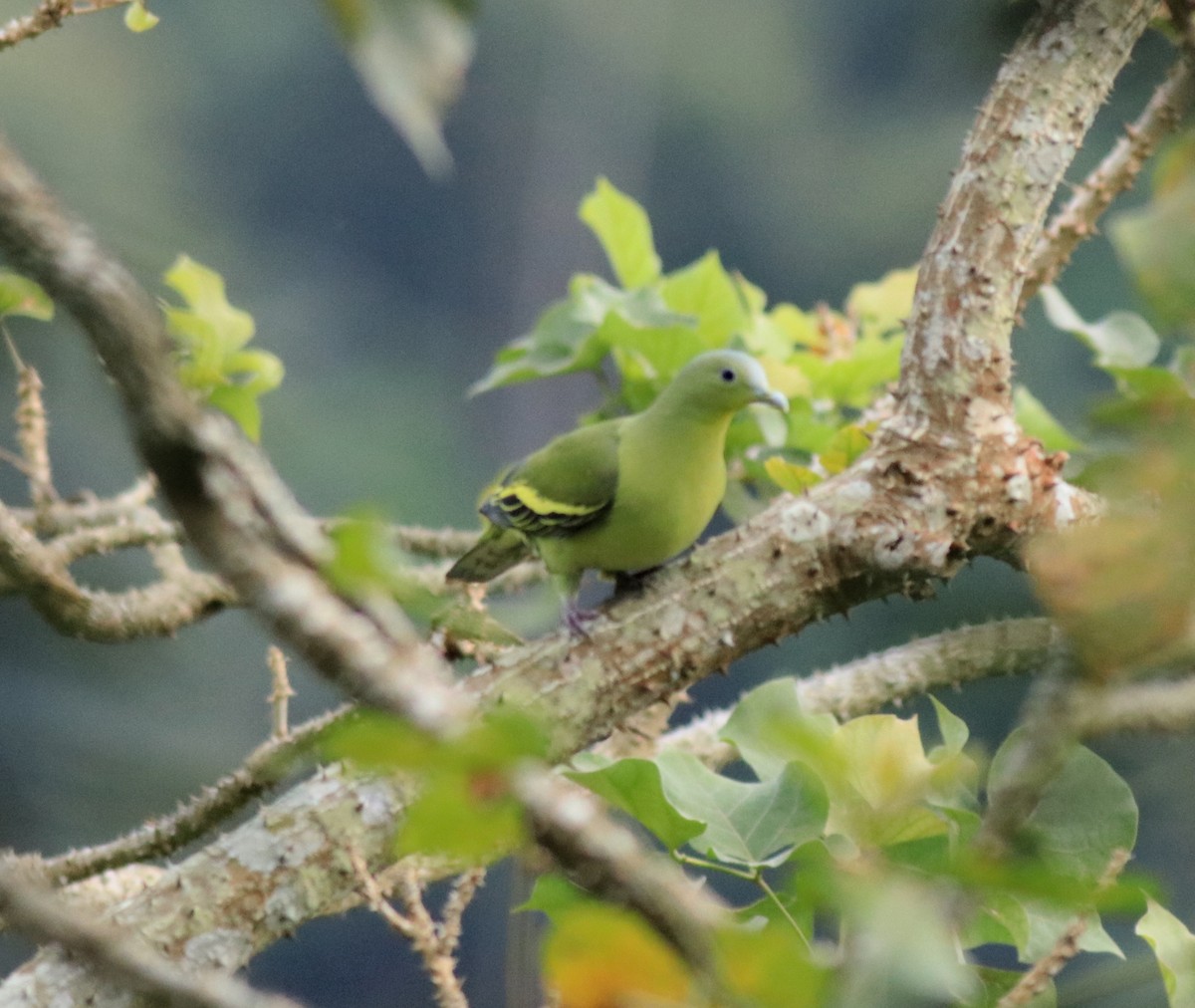 Gray-fronted Green-Pigeon - ML618876876