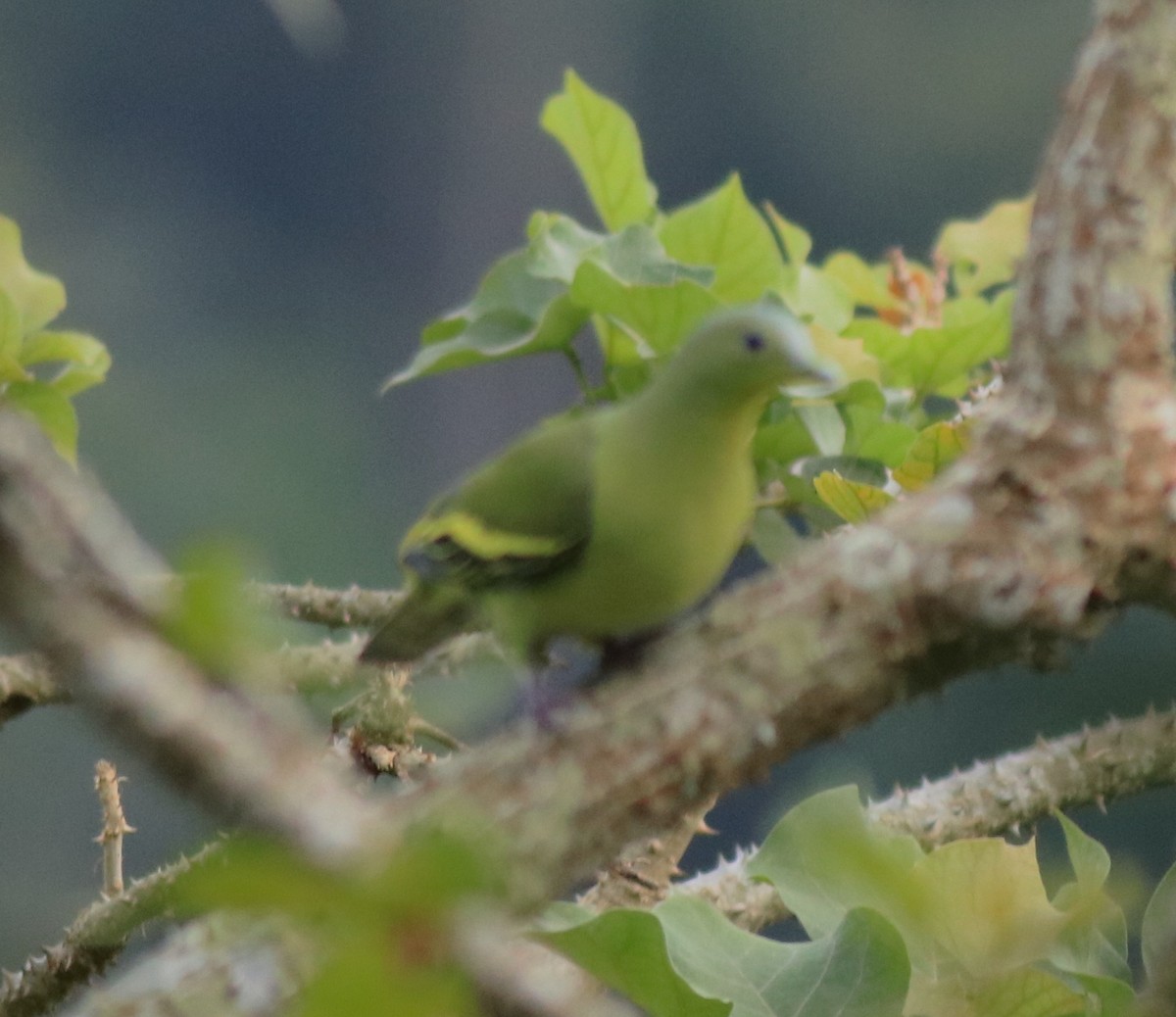 Gray-fronted Green-Pigeon - Afsar Nayakkan