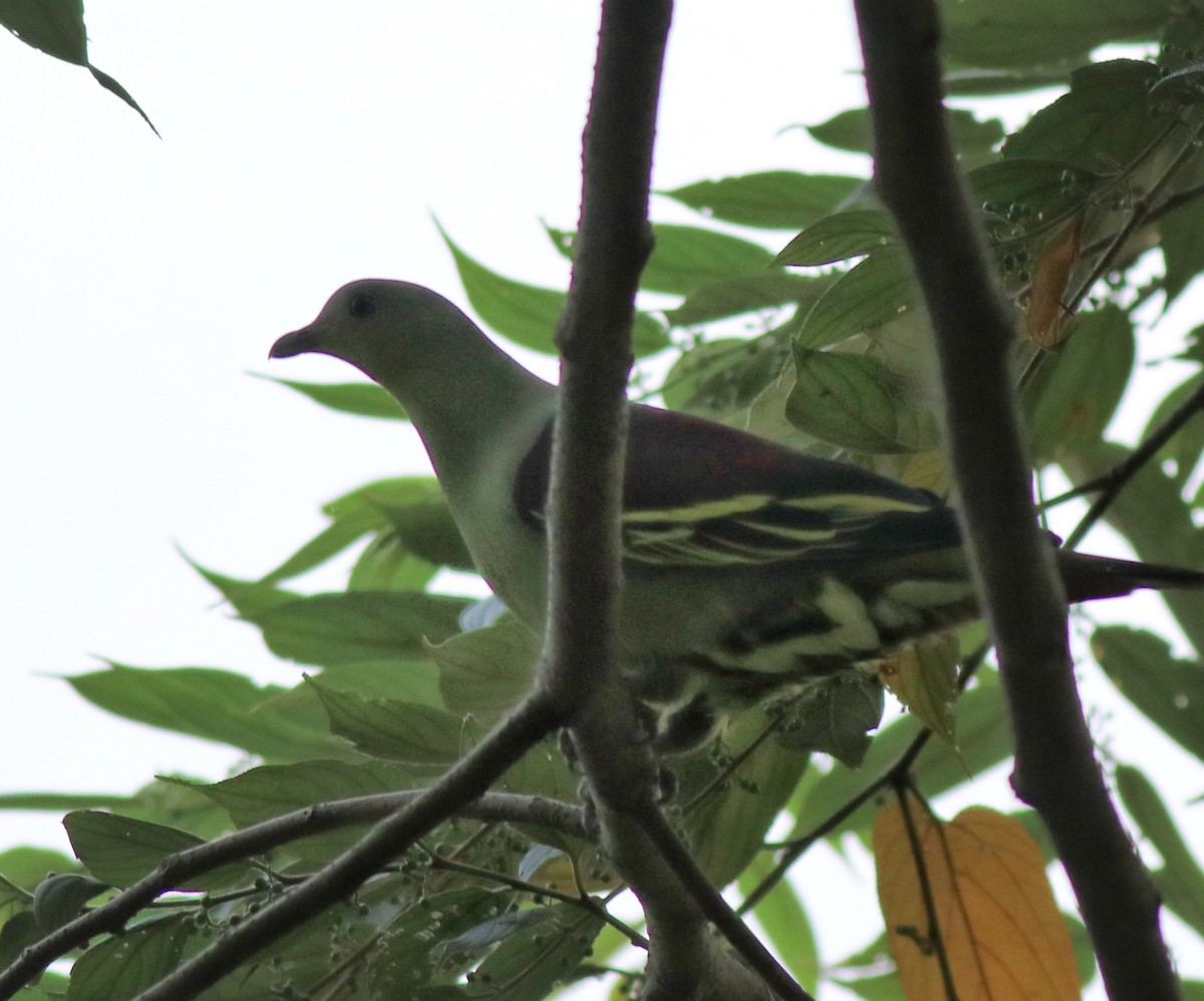 Gray-fronted Green-Pigeon - ML618876878