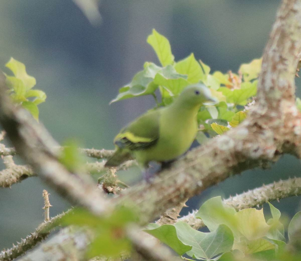 Gray-fronted Green-Pigeon - ML618876879