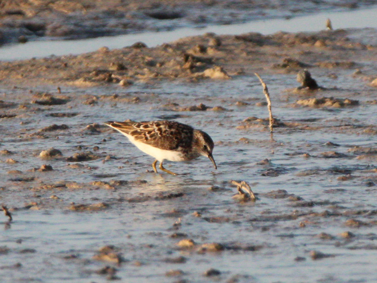Least Sandpiper - Jeremy Busby