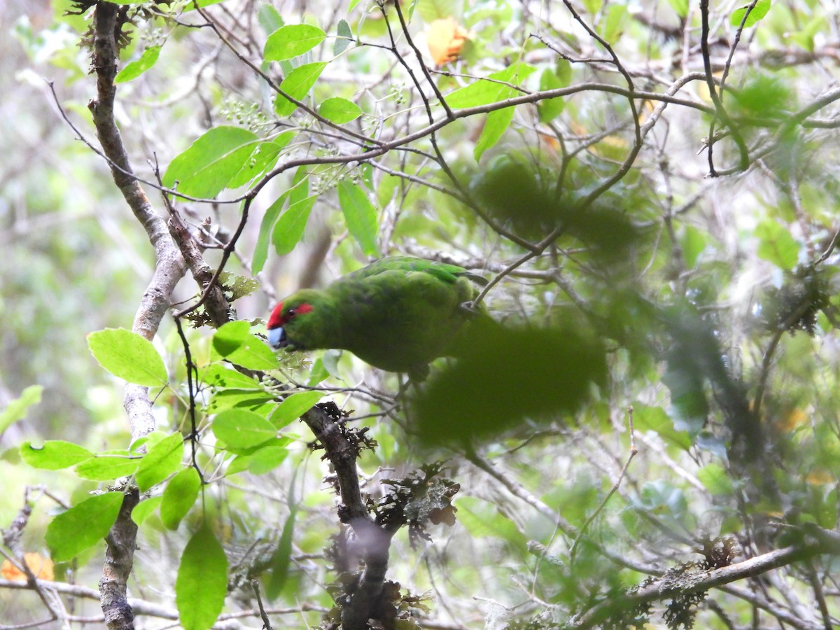 Red-crowned Parakeet - ML618876901