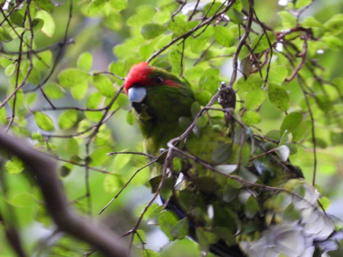 Red-crowned Parakeet - ML618876903
