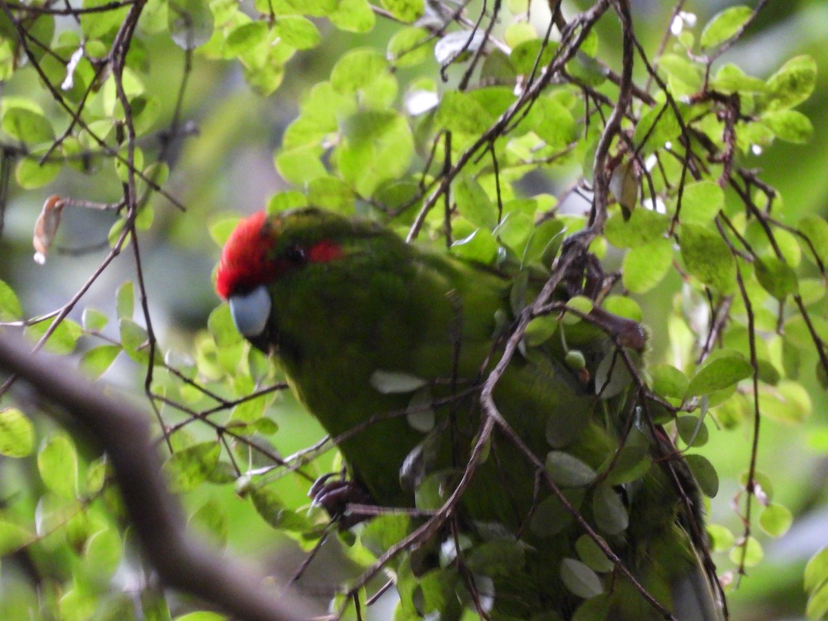 Red-crowned Parakeet - ML618876907