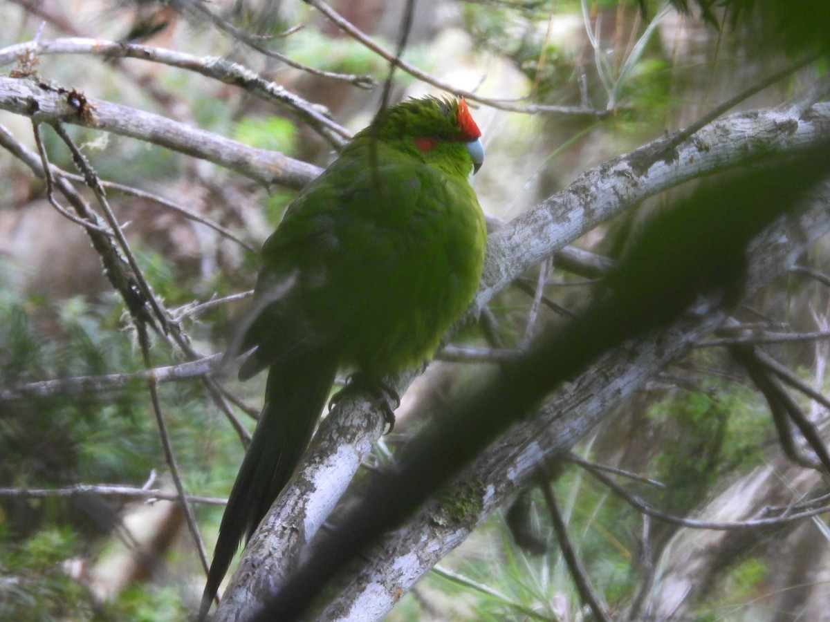 Red-crowned Parakeet - ML618876909