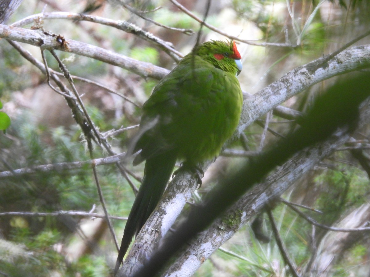 Red-crowned Parakeet - ML618876910