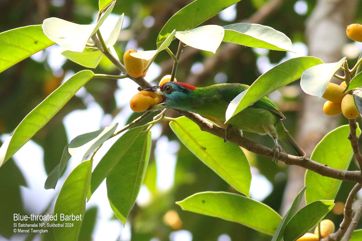 Blue-throated Barbet (Blue-crowned) - ML618876923
