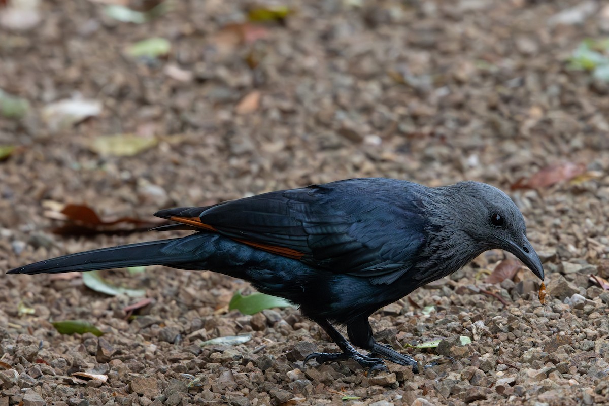 Red-winged Starling - ML618876973
