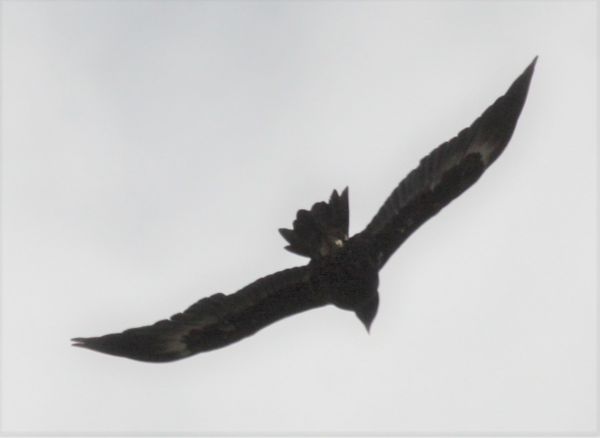 Wedge-tailed Eagle - ML618877006