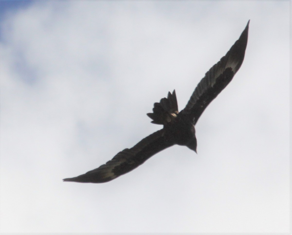 Wedge-tailed Eagle - ML618877007
