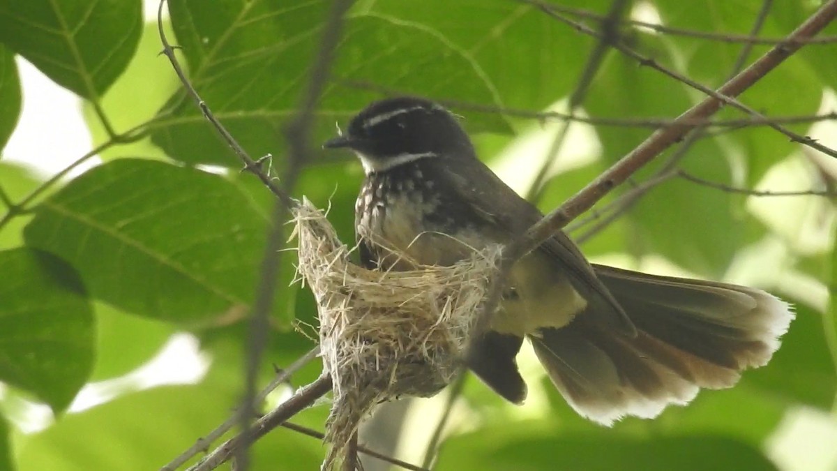Spot-breasted Fantail - ML618877083