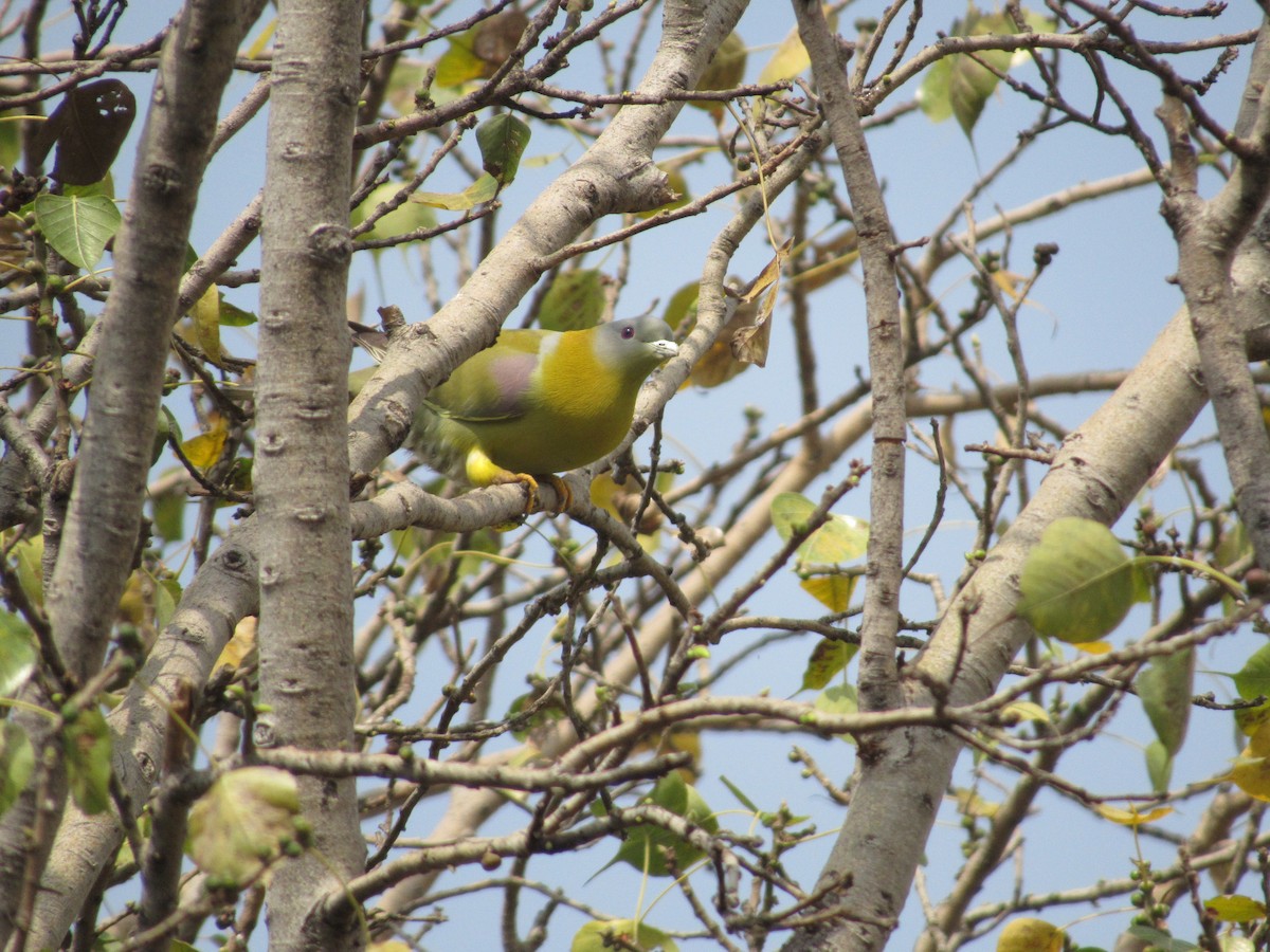 Yellow-footed Green-Pigeon - ML618877093