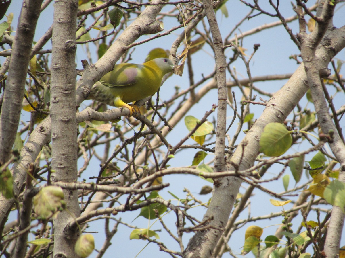 Yellow-footed Green-Pigeon - ML618877094