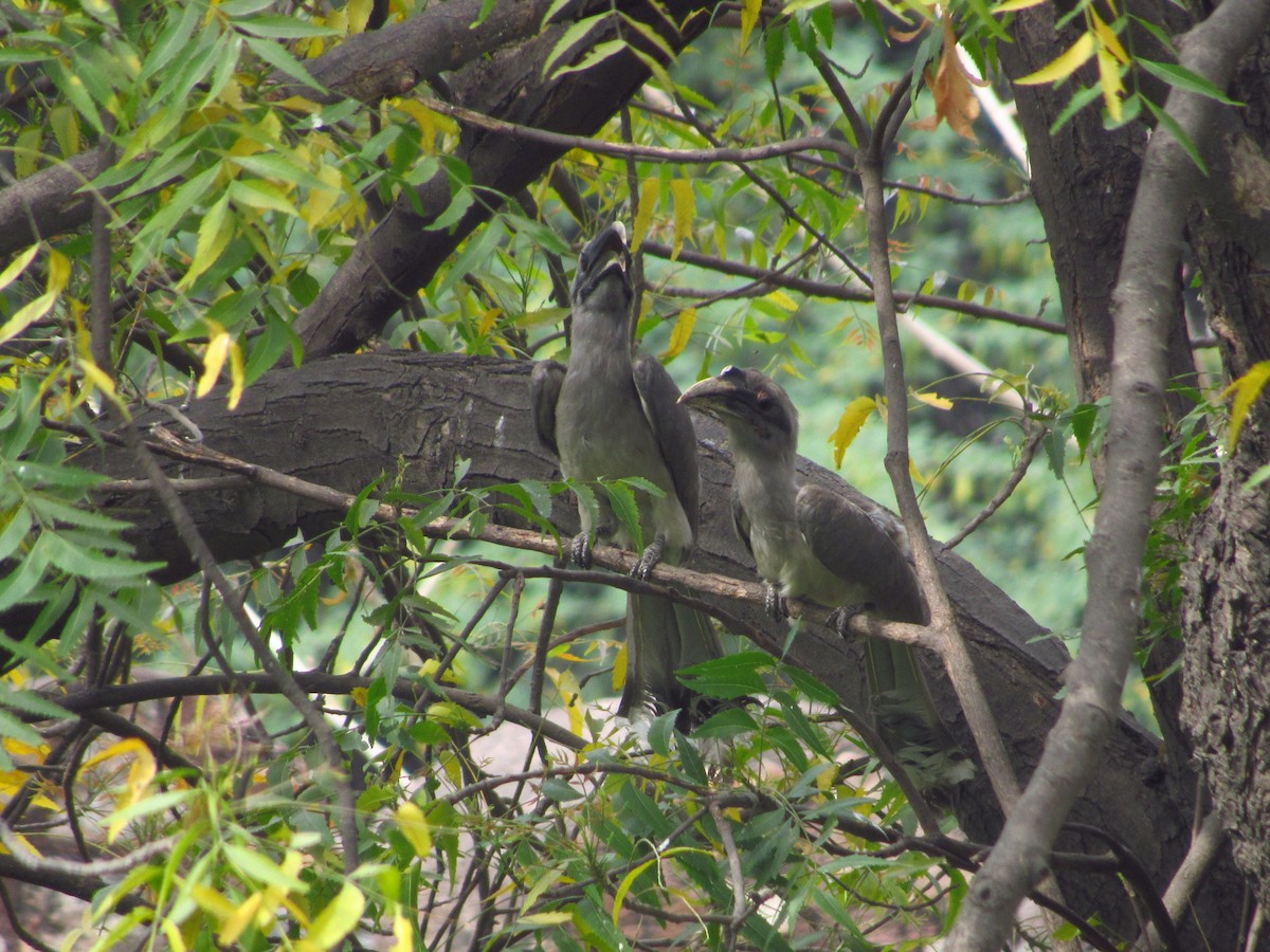 Indian Gray Hornbill - ML618877100