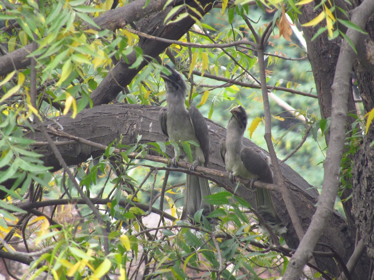 Indian Gray Hornbill - ML618877101