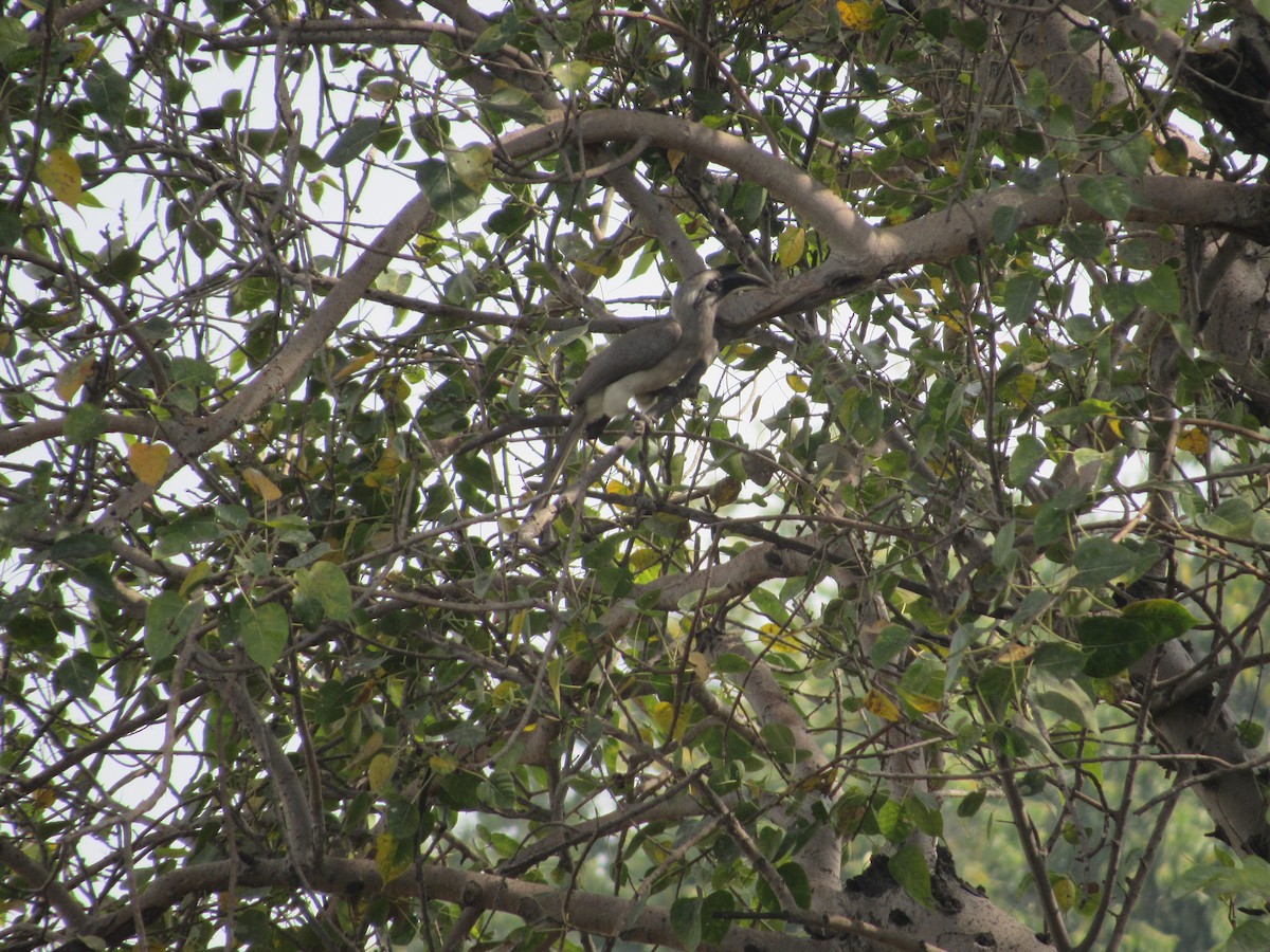 Indian Gray Hornbill - ML618877104