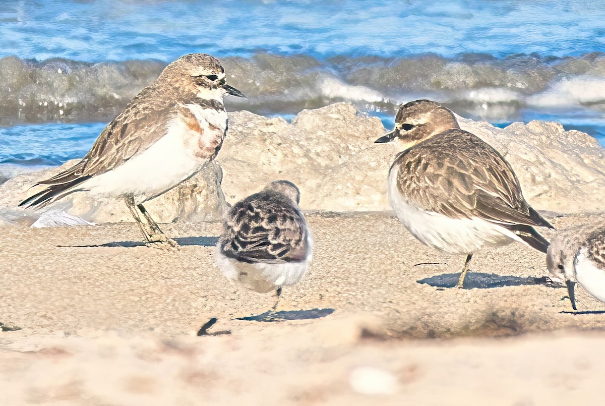 Double-banded Plover - ML618877140