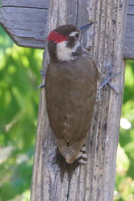 Arizona Woodpecker - ML618877162