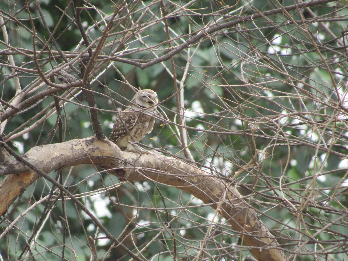 Spotted Owlet - ML618877168