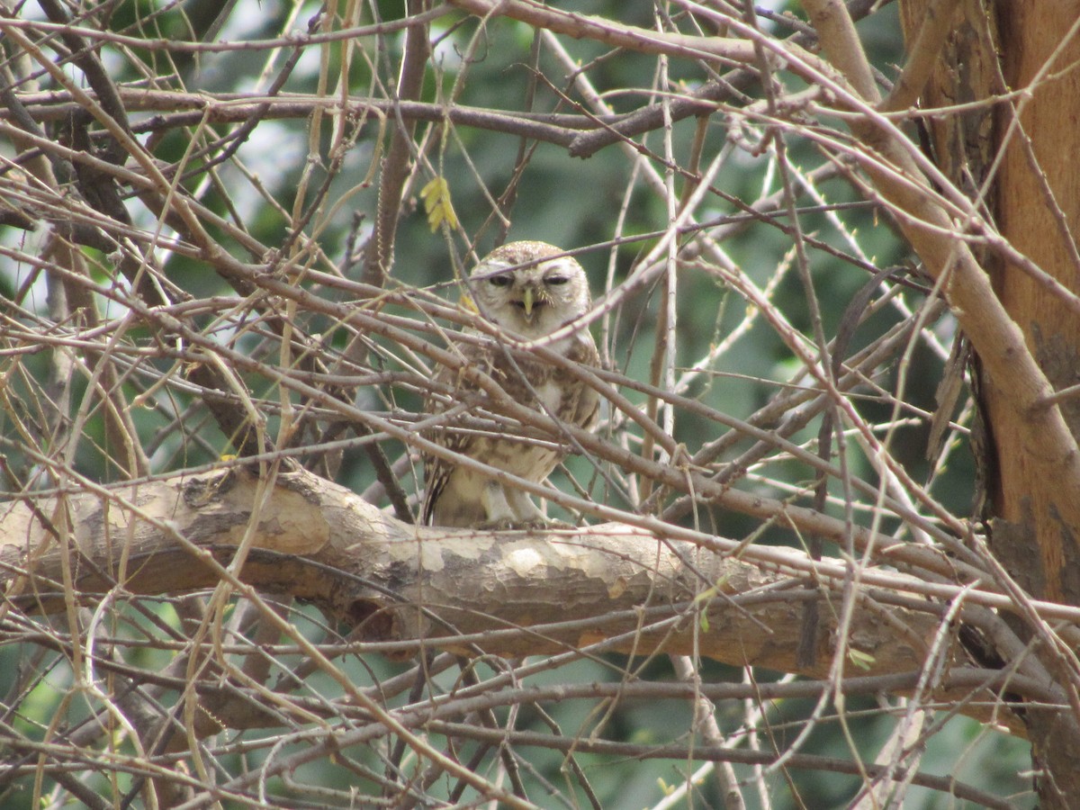 Spotted Owlet - Ángel Dolón