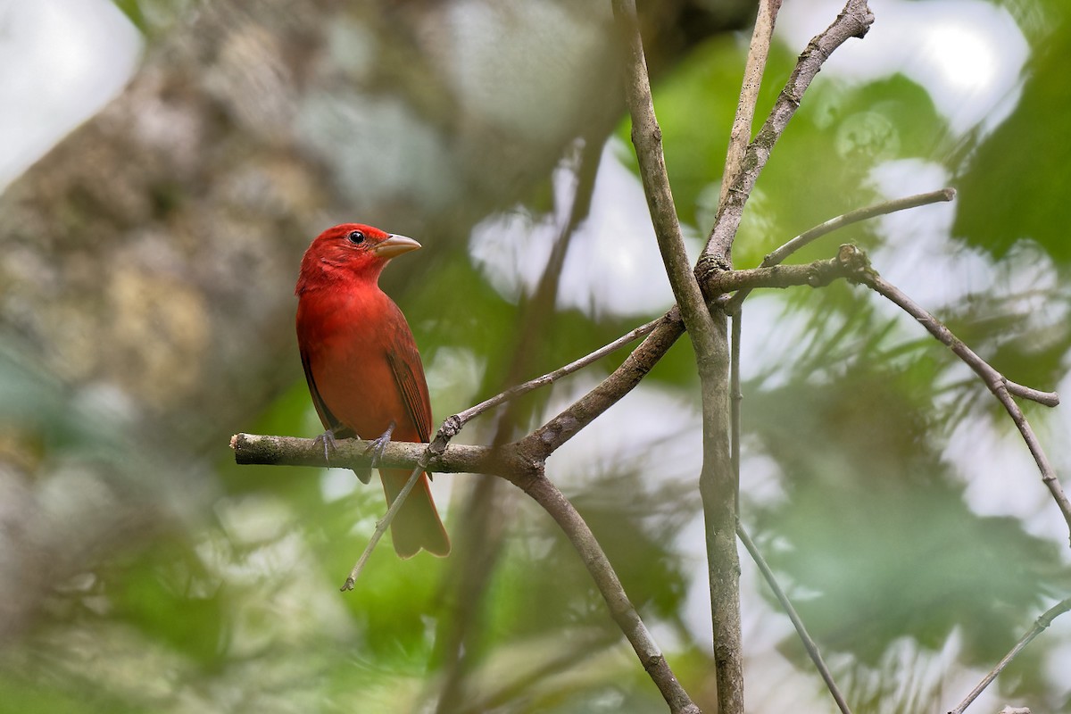 Summer Tanager - Zbigniew Wnuk