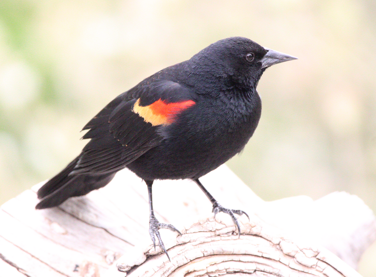 Red-winged Blackbird - ML618877208