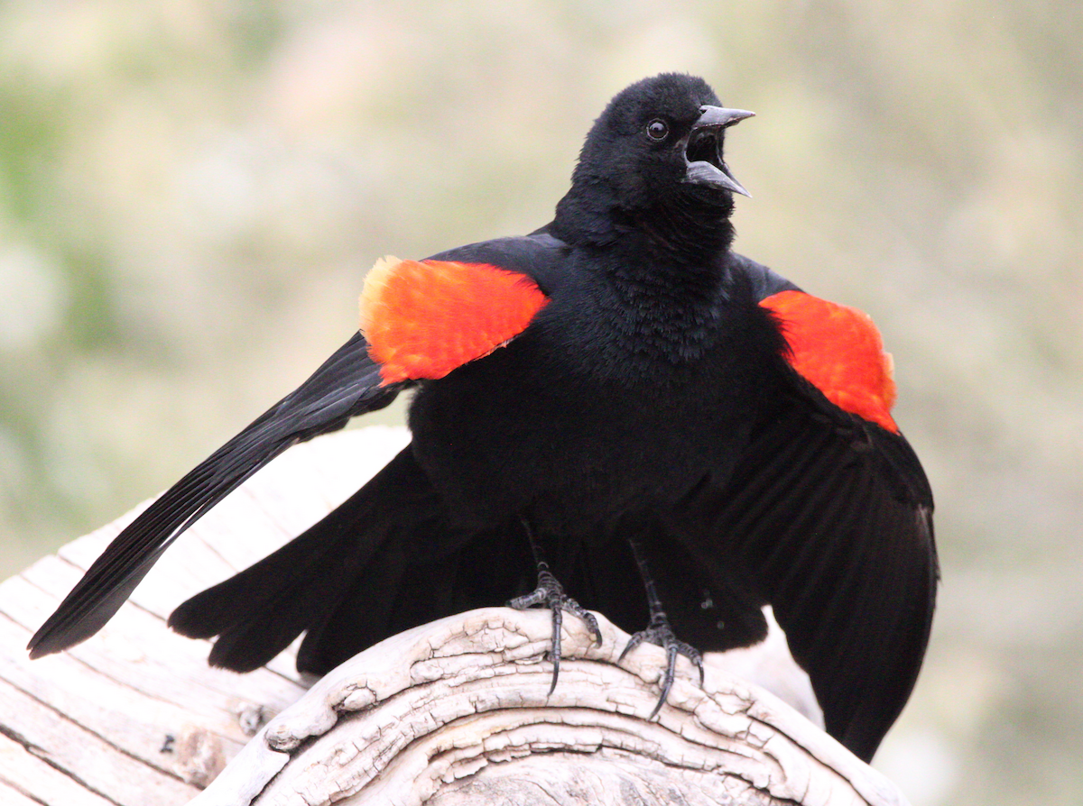 Red-winged Blackbird - Jeremy Busby
