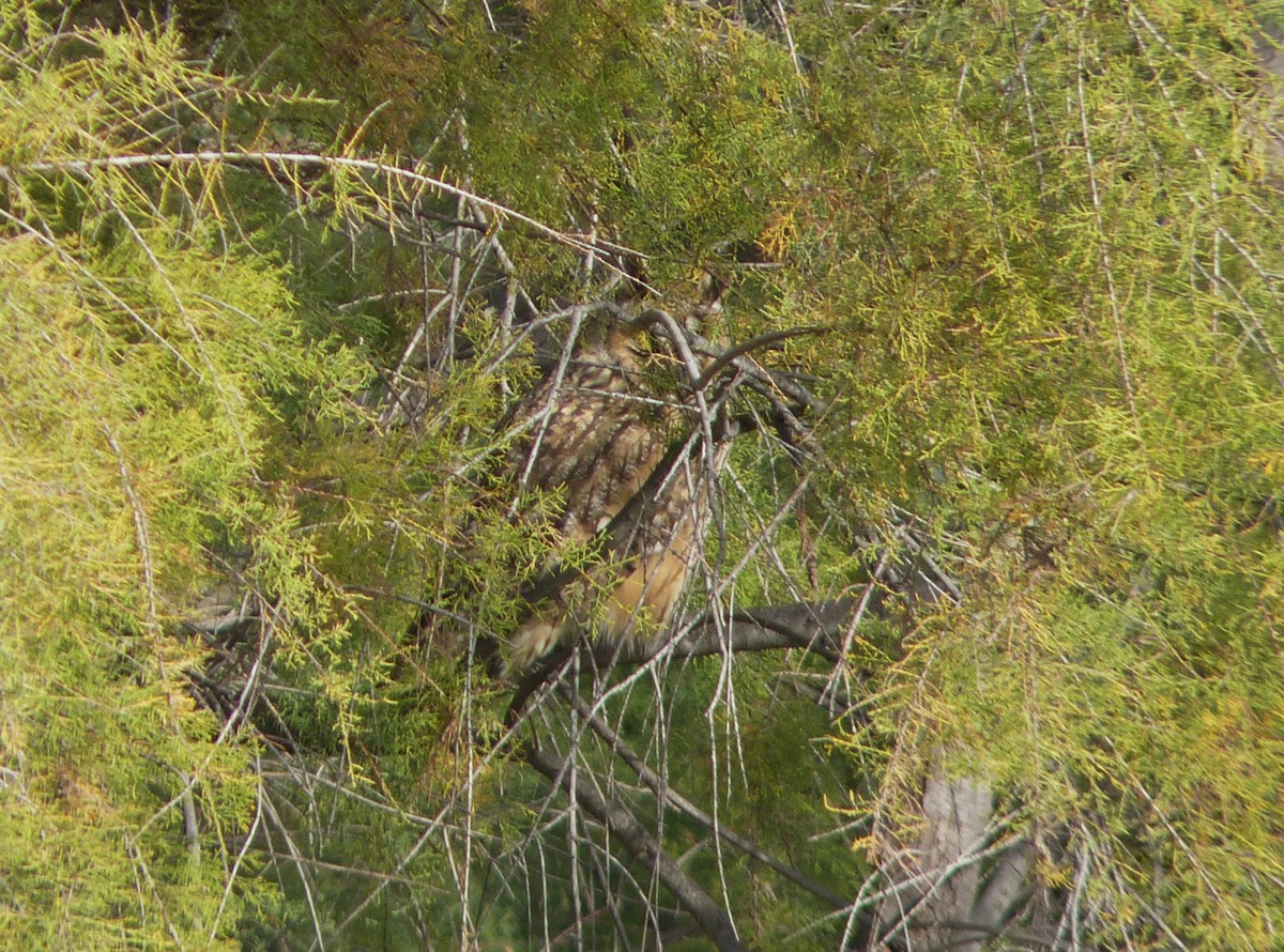 Long-eared Owl - Juan Ramírez