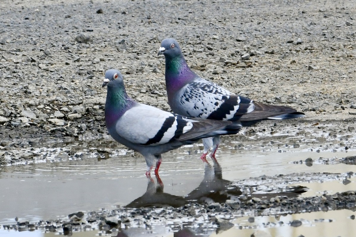 Rock Pigeon (Feral Pigeon) - ML618877261