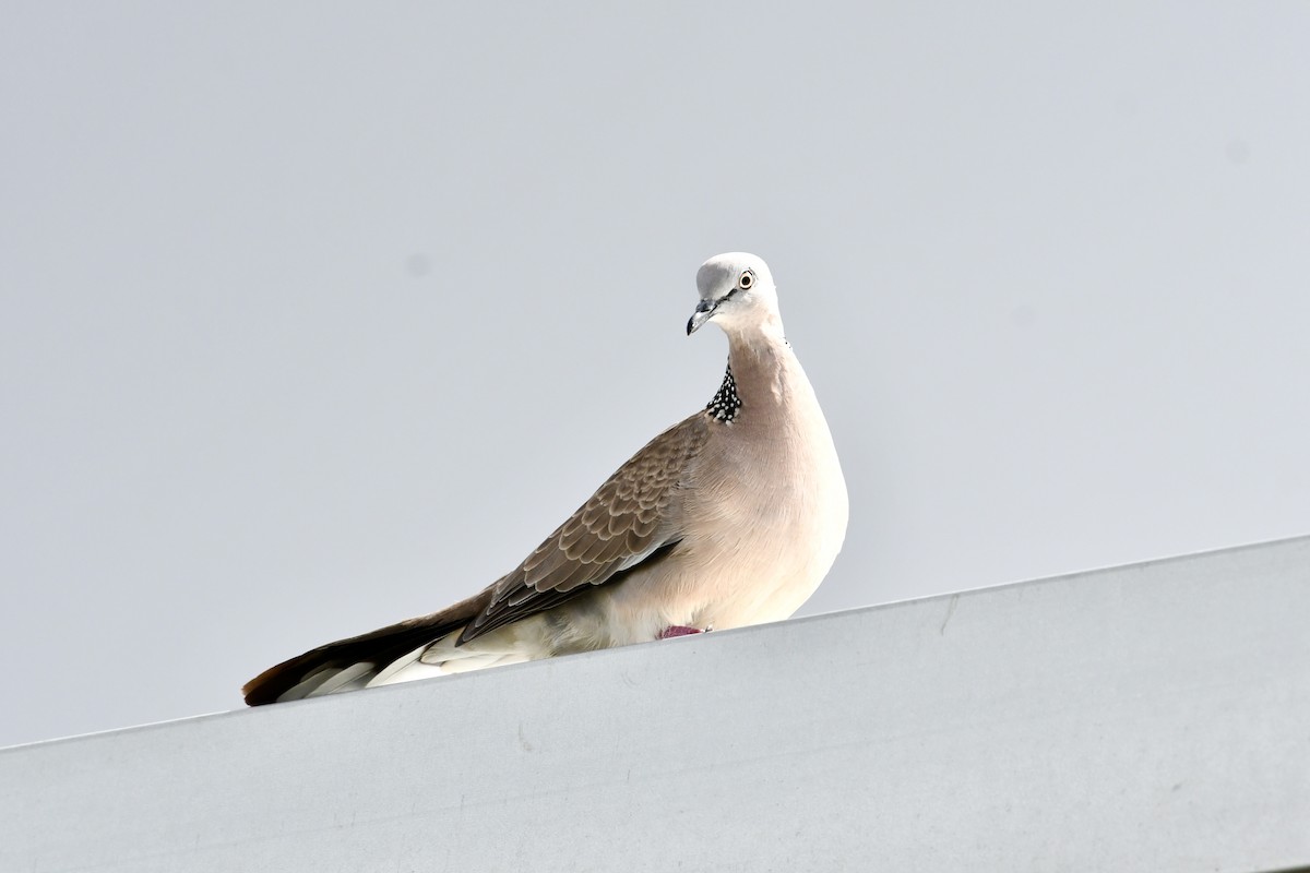 Spotted Dove - John Formosa